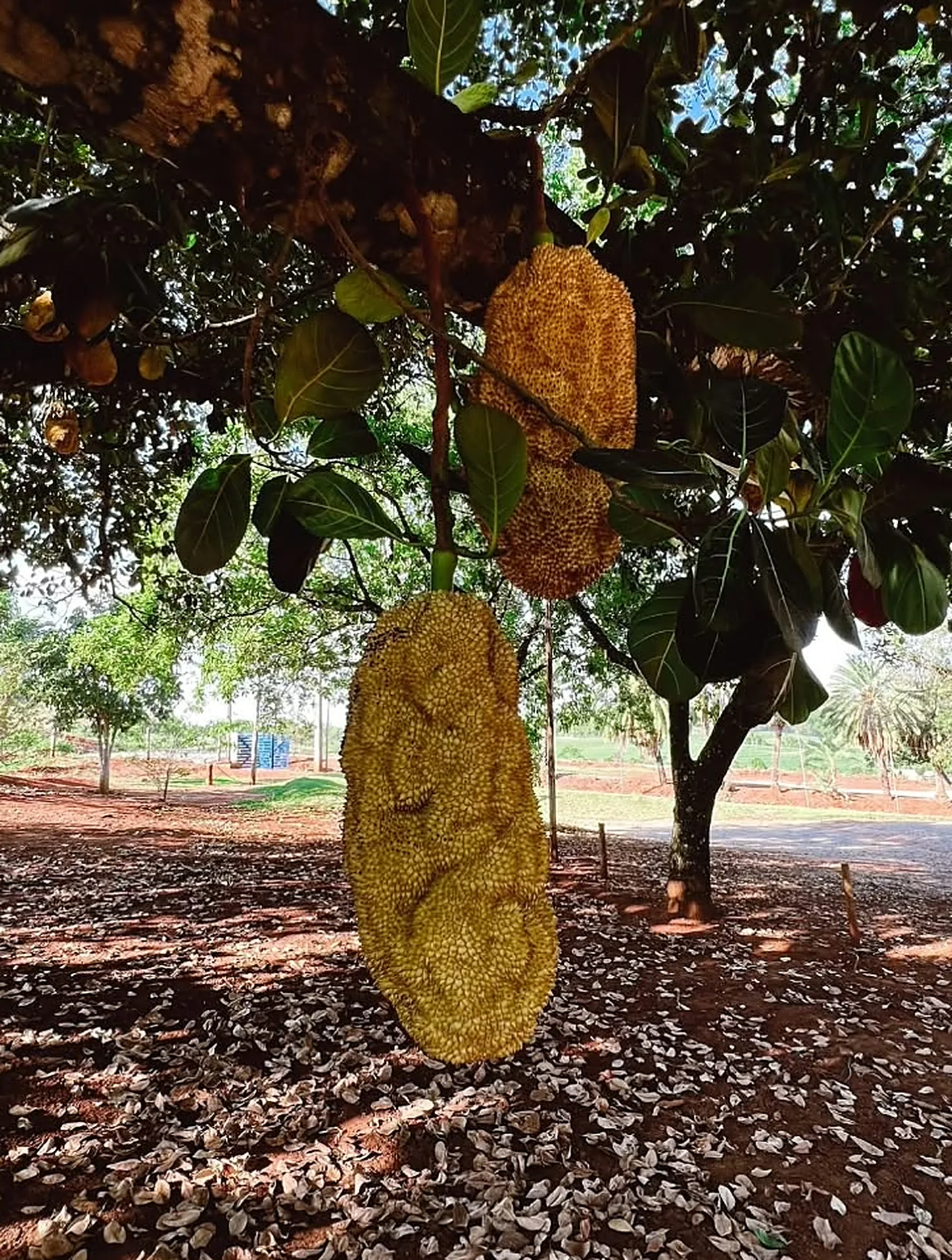 Jaqueiras carregadas no pomar